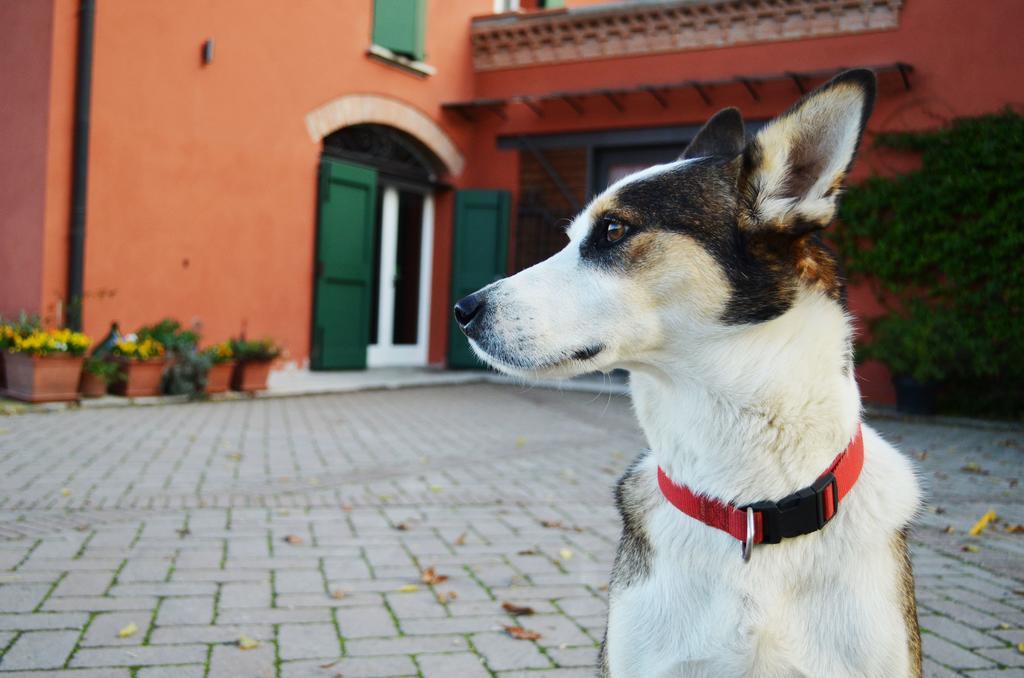 B&B L'Alberone Budrio  Exterior photo